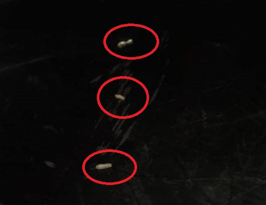 Mới đây, trên fanpage quy tụ nhiều dân mạng có sở thích ăn uống tại Hà Nội đã chia sẻ những hình ảnh vô cùng "kinh dị" khi những con giòi đã rơi ra từ bát mì của một quán ăn đồ Nhật Bản có tiếng trên địa bàn.