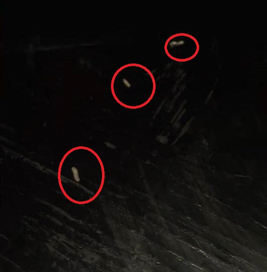 Những con giòi rơi ra từ bát được khách hàng ghi lại.