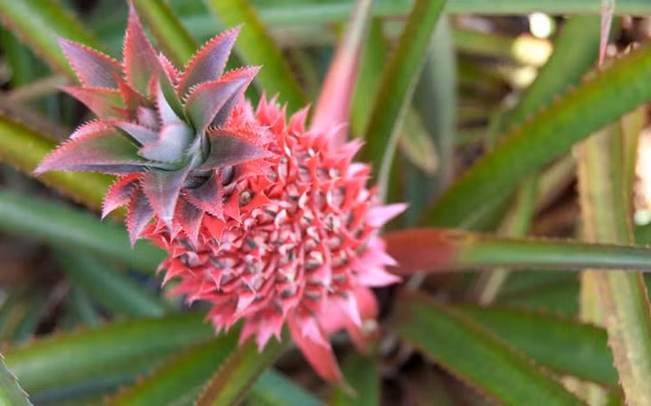 Loại dứa biến đổi gen màu vàng pha hồng cực quyến rũ này sẽ có vị ngọt hơn so với "họ hàng dứa" của nó.