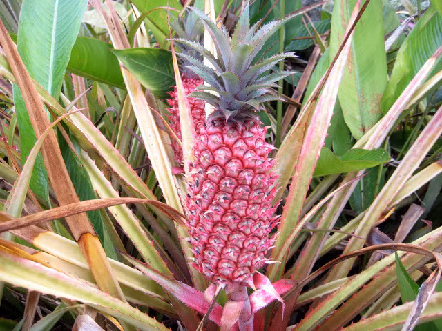 Theo Cục Quản lý Thực phẩm và Dược phẩm Mỹ, loại dứa hồng đã được biến đổi gien để tạo ra lượng enzyme chuyên biến đổi sắc tố lycopene màu hồng sang sắc tố beta carotene màu vàng thấp hơn so với dứa truyền thống. Lycopene là loại sắc tố khiến một số loại quả như cà chua và dưa hấu có màu đỏ tươi.