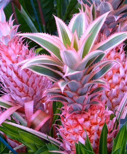 Mới đây, cư dân mạng lại có dịp “phát cuồng” trước vẻ đẹp độc đáo của trái dứa hồng với vẻ ngoài độc đáo với màu hồng từ ngoài vào trong.