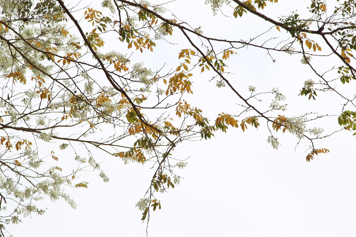 Đến với Hà Nội vào những ngày tháng 3, bạn nhất định sẽ ngỡ mình vừa lạc vào một miền cổ tích lãng mạn với những sắc vàng, sắc đỏ, đâu đó lại điểm xuyết sắc xanh mới chớm.