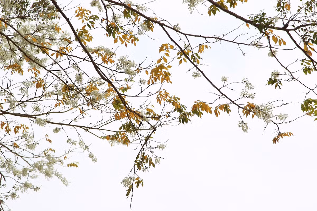 Đến với Hà Nội vào những ngày tháng 3, bạn nhất định sẽ ngỡ mình vừa lạc vào một miền cổ tích lãng mạn với những sắc vàng, sắc đỏ, đâu đó lại điểm xuyết sắc xanh mới chớm.