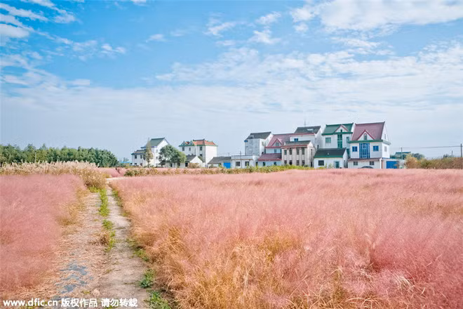 Ngoài cánh đồng cỏ hồng ở Đà Lạt, cư dân mạng thời gian trước cũng đã ngây ngất với những bức ảnh được chụp ở Trung Quốc.