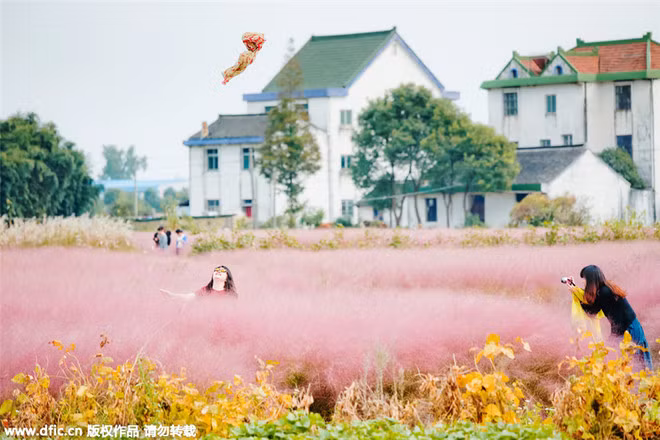 Loài cỏ này bắt đầu vào mùa đẹp nhất từ giữa tháng 9 đến tháng 11, trở thành nơi ưa thích của những ai thích chụp ảnh, đạp xe và tận hưởng không khí bình yên. Ảnh: dflc.cn