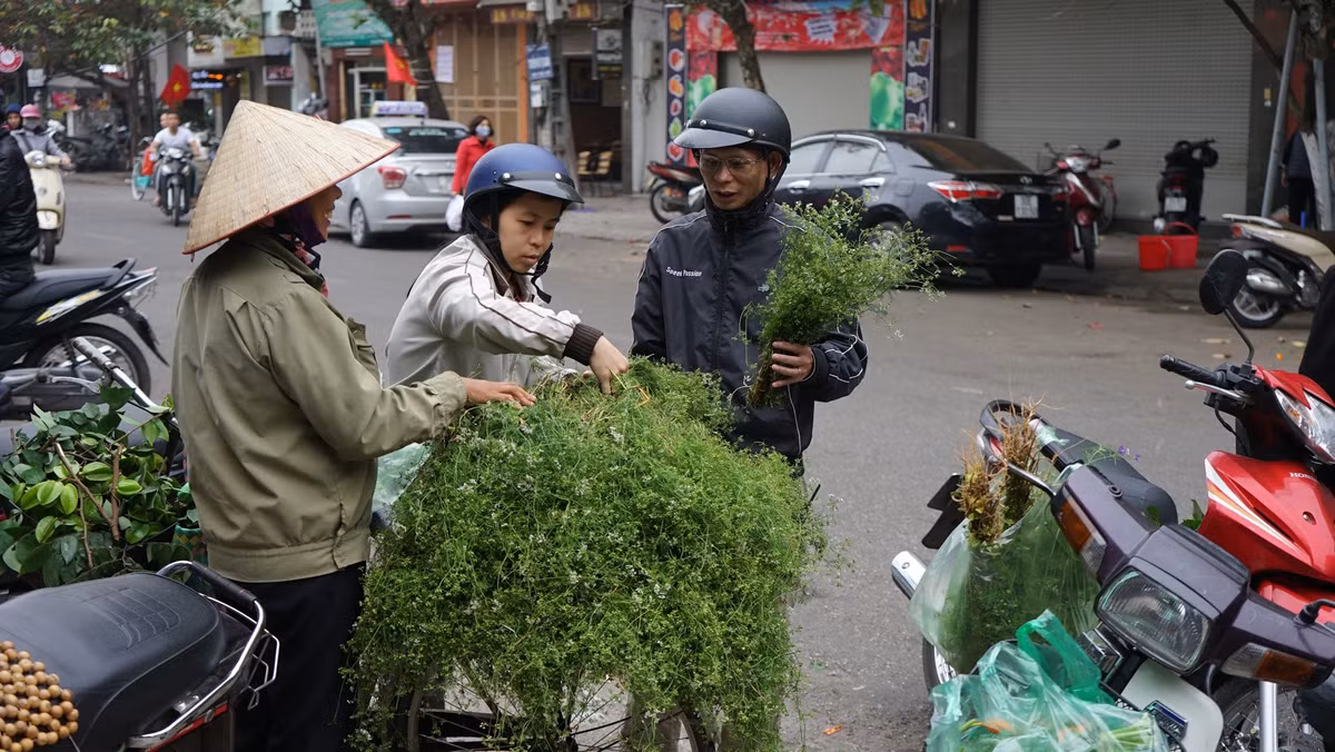  Lá mùi được dùng để tắm thường sẽ là lá mùi già, có hoa, lác đác những trái nhỏ, thân chuyển từ màu xanh sang nâu tía.