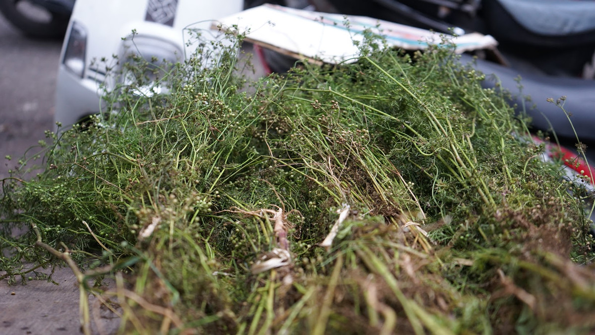 Lá mùi già luôn là mặt hàng bán chạy trong những ngày cuối năm, đặc biệt là ngày 30 Tết.