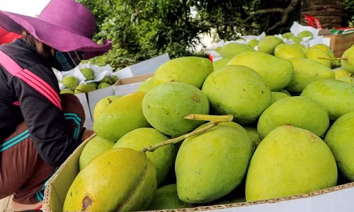 Gia tang cao nguoi dan Khanh Hoa o at mua ban hat xoai-Hinh-2