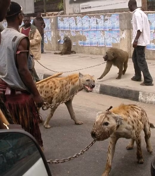 Linh cẩu là loài động vật hoang dã nguy hiểm nhưng thời gian gần đây với nỗ lực của con người cũng cũng bị thuần hóa chẳng khác gì những chú chó.