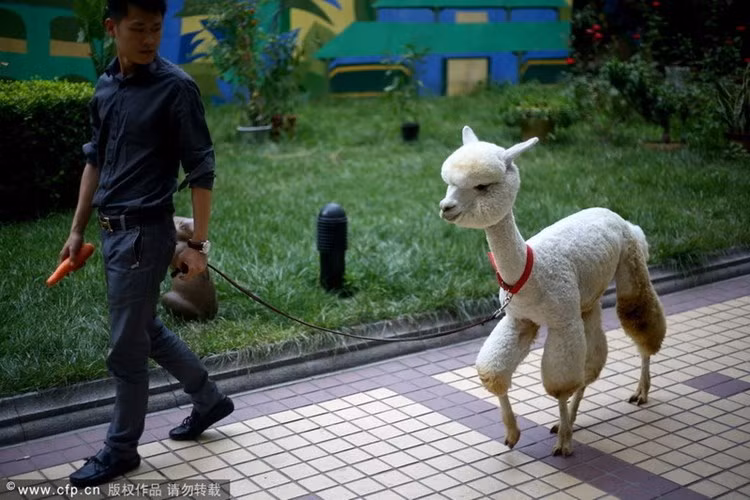 Nhiều người đặt câu hỏi không biết đây là thú cưng thuộc dòng gì?