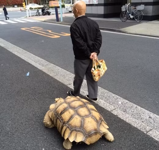 Người đàn ông Trung Quốc xuống phố với chú rùa núi vàng quý hiếm khiến nhiều người ngỡ ngàng.