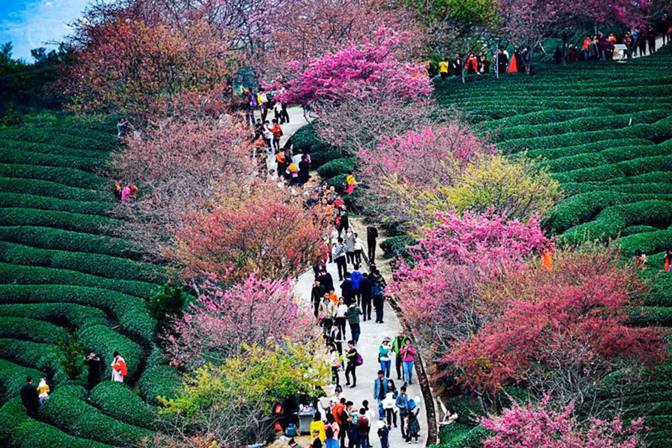 Du khách và người dân thực sự choáng ngợp trước vẻ đẹp và sự phong phú của những bông hoa anh đào này.