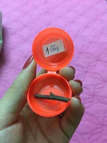 1 cây ở đây không phải vàng mà là mà khúc cây.