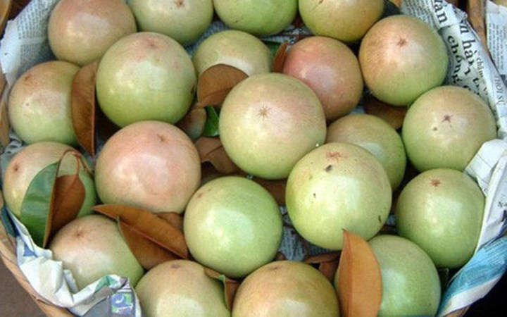 Bộ NN&amp;PTNT cho biết, trong thời gian tới giá cả và đầu ra của quả vú sữa Việt Nam ở Mỹ sẽ tốt hơn. (Ảnh: VTV)