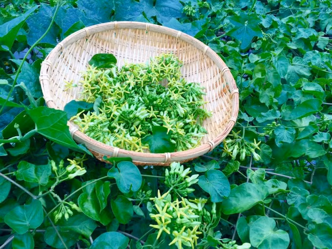 Tổng diện tích được sử dụng để trồng trọt ở các tầng trong nhà chị Hiền khoảng 200 m2.