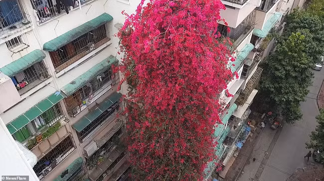 Mới đây trên MXH, những hình ảnh về giàn hoa giấy khủng lồ leo cao tới 30 mét, phủ kín mặt trước của tòa nhà 9 tầng và trở thành tâm điểm thu hút sự chú ý của rất nhiều người.