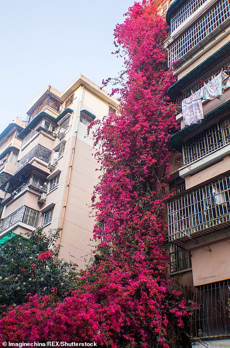 Gần 30 năm trôi qua, người chuyển đến, người chuyển đi hoặc vẫn an cư ở tòa nhà đã cũ dần theo thời gian này, nhưng không một ai động đến cây hoa giấy hay có ý định chặt bỏ nó.