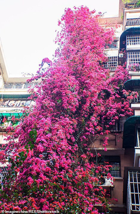 Ông Luo kể, gia đình ông chuyển đến đây vào năm 1993, sau đó ông được một người bạn tặng cho chậu hoa giấy. Hai cha con ông quyết định trồng nó ở khoảnh sân nhỏ trước nhà để lấy bóng mát. Suốt gần 10 năm sau đó, cái cây leo cao phủ kín cả mặt trước tòa nhà nhưng lại chẳng chịu nở hoa.