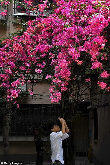 Mặc dù, cây hoa giấy khổng lồ cũng gây bất lợi vì che mất ánh sáng mặt trời của một số hộ gia đình nhưng tất cả đều rất yêu thích cây hoa giấy này và không muốn phá đi.