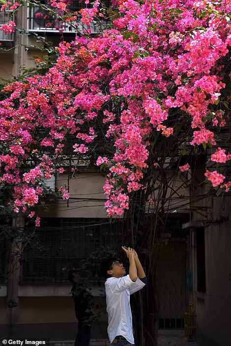 Mặc dù, cây hoa giấy khổng lồ cũng gây bất lợi vì che mất ánh sáng mặt trời của một số hộ gia đình nhưng tất cả đều rất yêu thích cây hoa giấy này và không muốn phá đi.