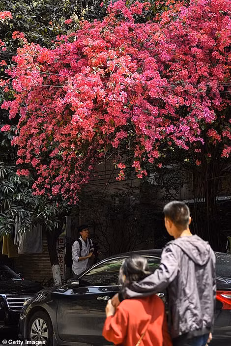 Sau đó, ông Lou đã không nản lòng mà tìm mua sách làm vườn về đọc để điều chỉnh cách chăm bón cho cây hoa. Cuối cùng, vào năm 2003, những bông hoa mỏng manh xinh xắn cũng bung nở.