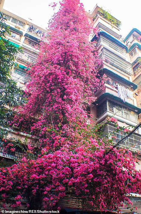 Giàn hoa giấy tuyệt đẹp đã góp phần làm cho khu phố trở nên đông đúc hơn bởi nhiều bạn trẻ và cả khách du lịch tìm đến tận nơi chụp ảnh.