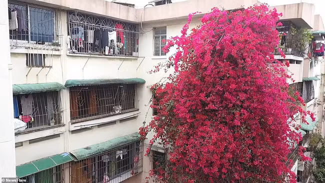 Cây hoa giấy này còn trở thành hiện tượng trên mạng xã hội ở Trung Quốc.