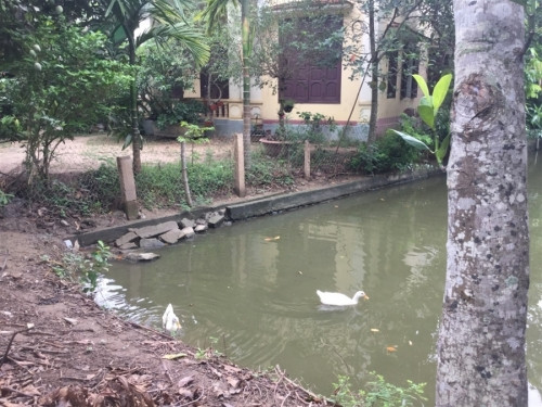 Nhà mình có nuôi mấy chú vịt và cũng vui được xem chúng bơi trong hồ. Bác mình nuôi cá ở ao này. Gần ngay cạnh cái ao là nhà bác cả.