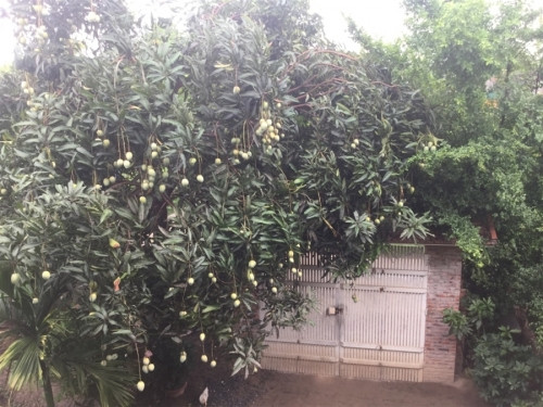 Cổng chính nhà mình đây. Bên trái là cây xoài trĩu quả.