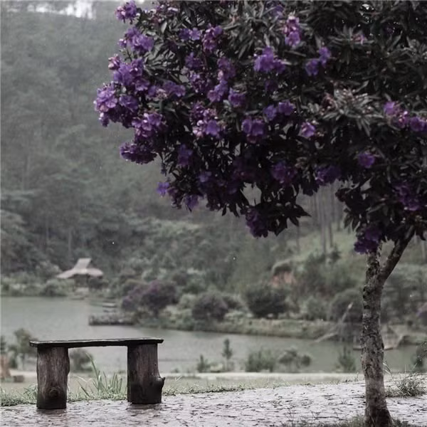 Với những tín đồ mê chụp ảnh thì có lẽ background tím lịm sắc hoa Pa Ra Nhằng sẽ khiến bạn mê tít.