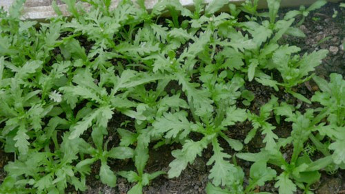 Chị Hiệu thường nhờ người thân mua hạt giống rau tại Việt Nam và gửi sang. Chị tâm sự: "Tôi từng trồng rau muống và nhiều loại rau thơm như tía tô, kinh giới. Tuy nhiên, các loại rau này rất khó mọc ở xứ lạnh". Vậy nên, chị Hiệu chuyển sang trồng cải xanh, cải cúc, cải ngọt.