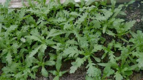 Chị Hiệu thường nhờ người thân mua hạt giống rau tại Việt Nam và gửi sang. Chị tâm sự: "Tôi từng trồng rau muống và nhiều loại rau thơm như tía tô, kinh giới. Tuy nhiên, các loại rau này rất khó mọc ở xứ lạnh". Vậy nên, chị Hiệu chuyển sang trồng cải xanh, cải cúc, cải ngọt.