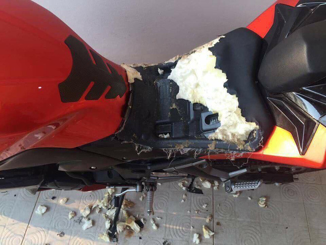 Theo những hình ảnh ghi lại, chủ đàn chó cũng là chủ xe, cho biết dù đã rất cẩn thận dùng hẳn hàng rào sắt để quây chiếc xe phân khối lớn của mình lại để tránh những thú cưng của mình cắn phá nhưng dường như bất thành.