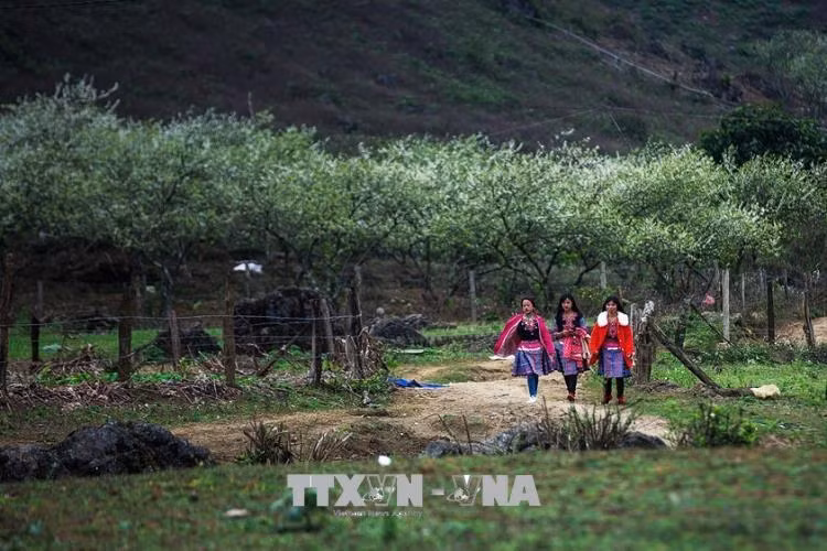 Mùa xuân về cũng là thời điểm mà đồng bào người Mông diện những bộ trang phục rực rỡ đi đón xuân.