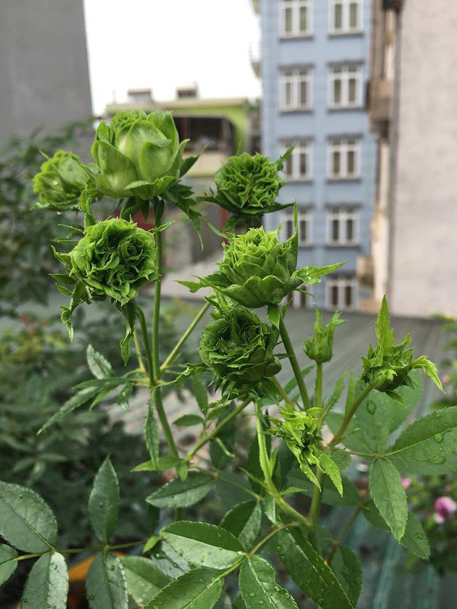 Tuy không có trong tự nhiên, nhưng mới đây một thành viên có nickname Thủy Nguyễn đã đăng lên group Không Sợ Chó nhiều bức ảnh ghi lại những bông hồng xanh kèm theo lời chia sẻ khiến nhiều người phải bất ngờ.