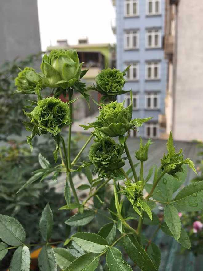 Tuy không có trong tự nhiên, nhưng mới đây một thành viên có nickname Thủy Nguyễn đã đăng lên group Không Sợ Chó nhiều bức ảnh ghi lại những bông hồng xanh kèm theo lời chia sẻ khiến nhiều người phải bất ngờ.