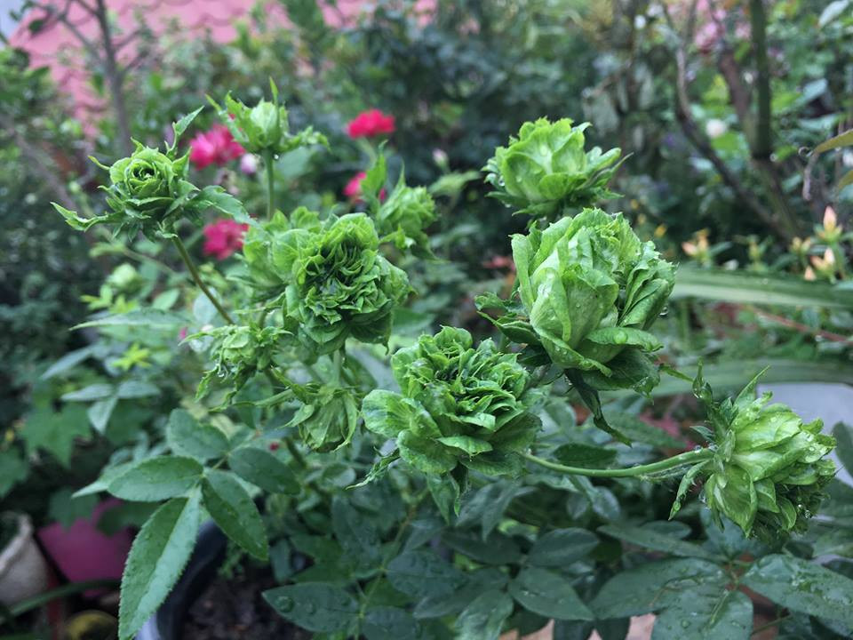 Cũng theo nhiều dân mạng, tuy trông hơi giống cái bắp cải tí hon, nhưng những bông hồng xanh của Thủy Nguyễn là những bông hồng đích thực và hiếm có.