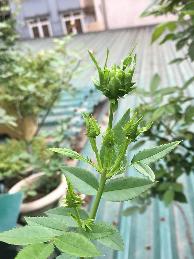 Bức ảnh hoa hồng xanh của Thủy Nguyễn chính là sản phẩm của quá trình lai tạo và nhân giống kì công và mang những ý nghĩa đặc biệt.