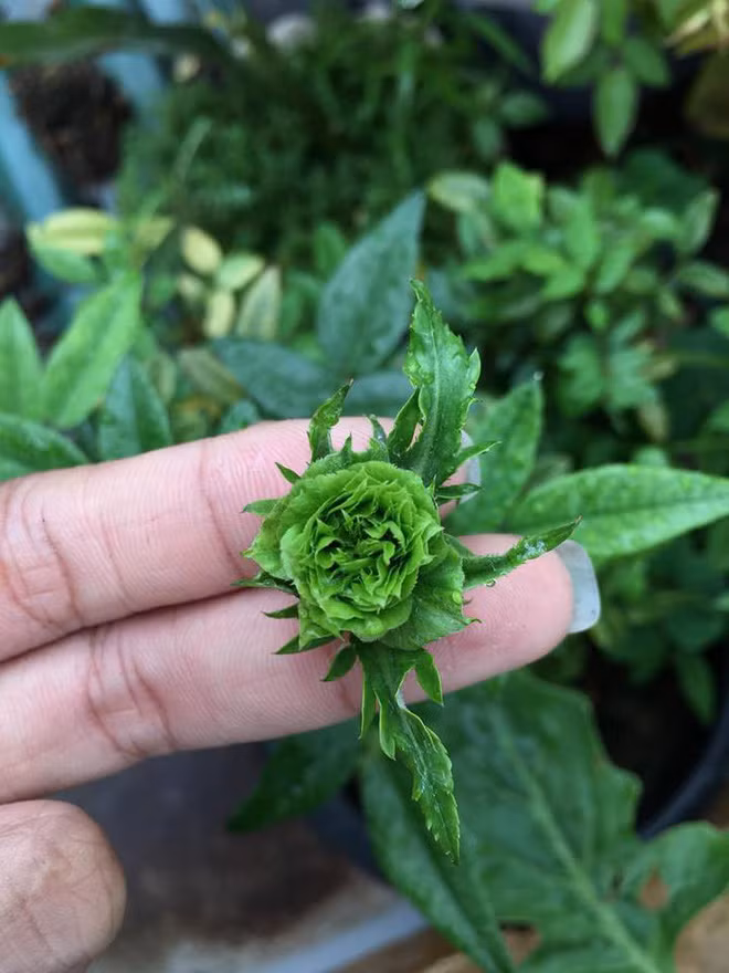 Để có những bông hoa hồng màu xanh đặc biệt này, theo tìm hiểu thì các nhà khoa học đã cấy vào hoa hồng loại gen Delphinidin tạo nên sắc tố xanh được tách ra những loài hoa có màu xanh.