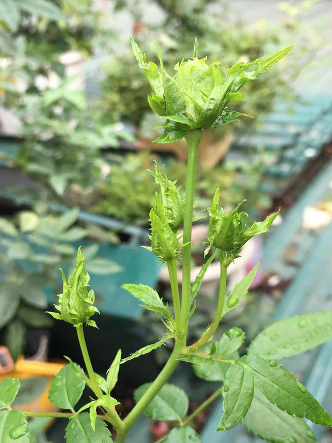 Được biết, những bông hoa hồng xanh đầu tiên là thành quả hợp tác giữa Công ty Suntory tại Nhật Bản và Công ty Florigene của Úc.