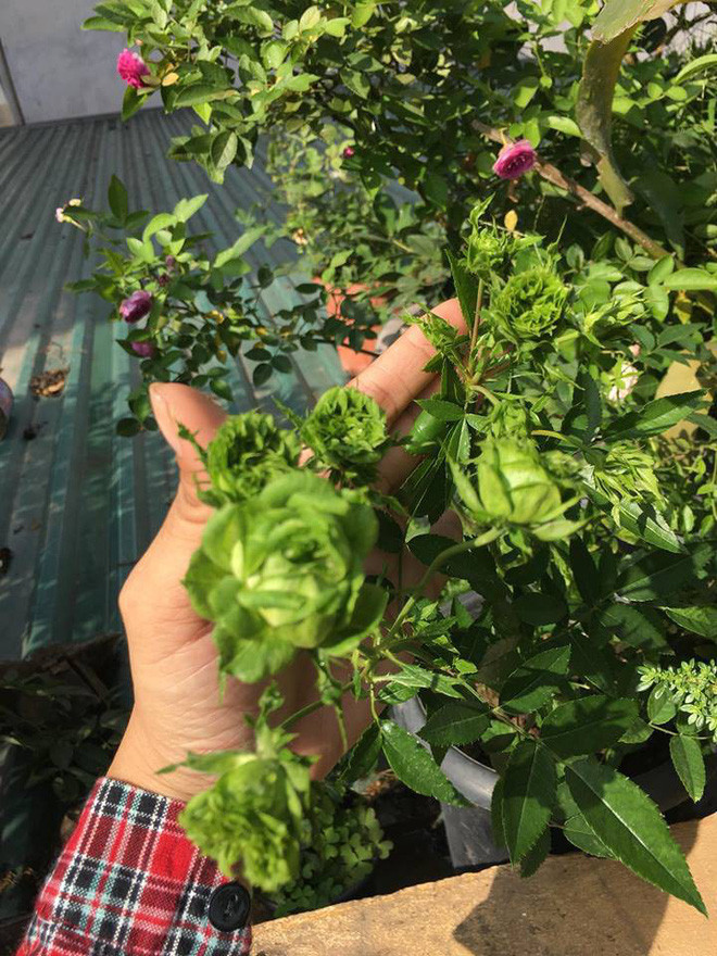 Sau khi những hình ảnh của Thủy Nguyễn đăng tải, nhiều dân mạng "bán tín, bán nghi" về tính chân thực của bộ ảnh cô bạn này đăng tải. Bên cạnh đó một số khác thì lại dành những lời khen dành cho những bông hồng đặc biệt này bởi sự lạ lẫm và sắc đẹp chúng mang lại.