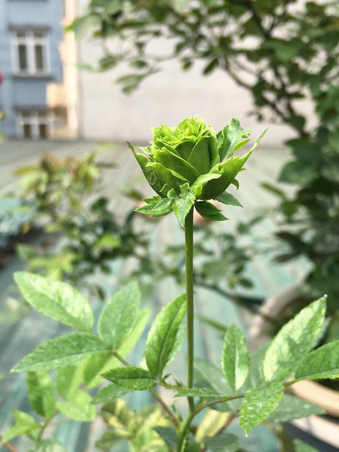 Trong phần chia sẻ của mình, nickname Thủy Nguyễn có viết: "Chắc các bạn chưa nhìn thấy bao giờ, mình mới trồng được 1 cây hoa hồng xanh Jane Green. Hoa hồng xanh đại diện cho tình yêu bất diệt, một tình yêu chung thủy và bền lâu theo thời gian nên mình thích".