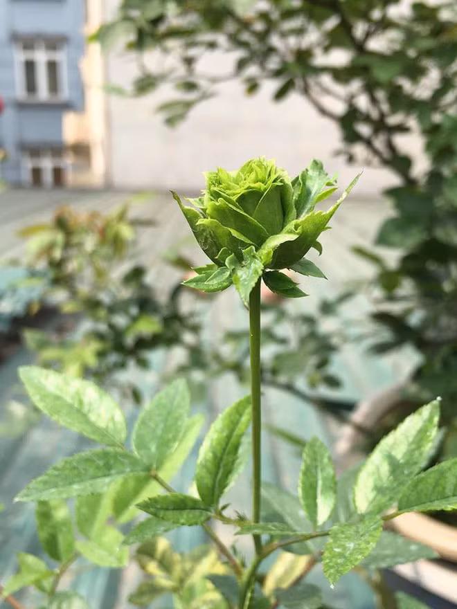 Trong phần chia sẻ của mình, nickname Thủy Nguyễn có viết: "Chắc các bạn chưa nhìn thấy bao giờ, mình mới trồng được 1 cây hoa hồng xanh Jane Green. Hoa hồng xanh đại diện cho tình yêu bất diệt, một tình yêu chung thủy và bền lâu theo thời gian nên mình thích".