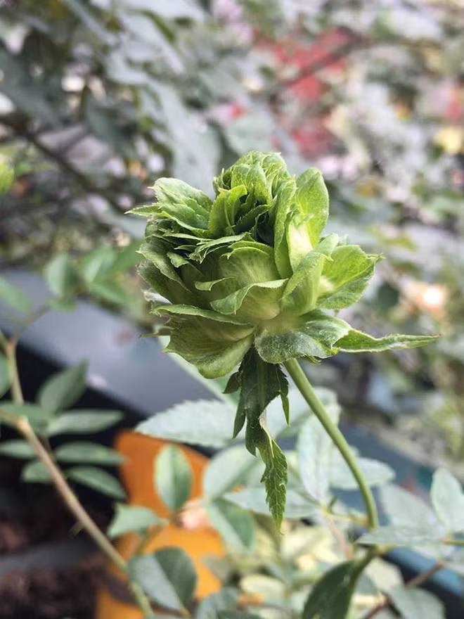 Hoa hồng có những cuống lá đầy gai rất đặc trưng, với những đóa hoa nhiều màu sắc và thường tỏa hương thơm. Gần đây, người ta vẫn hay nhắc đến hoa hồng xanh, nhưng thực tế trong tự nhiên không có hoa hồng xanh. Bởi vì loài hoa này thiếu sắc tố tạo nên màu xanh.