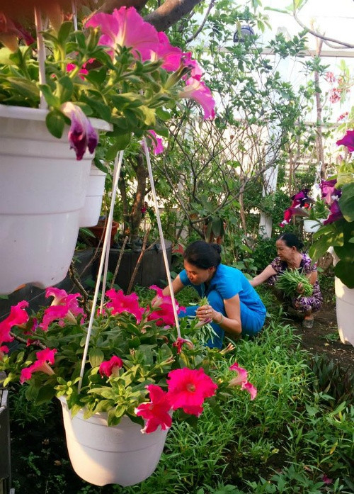 Cuối tuần, các thành viên trong nhà chị Hiền cùng nhau thu hoạch rau trái. Chị mong rằng, ngày càng có nhiều người quan tâm tới việc làm vườn trên cao hơn.