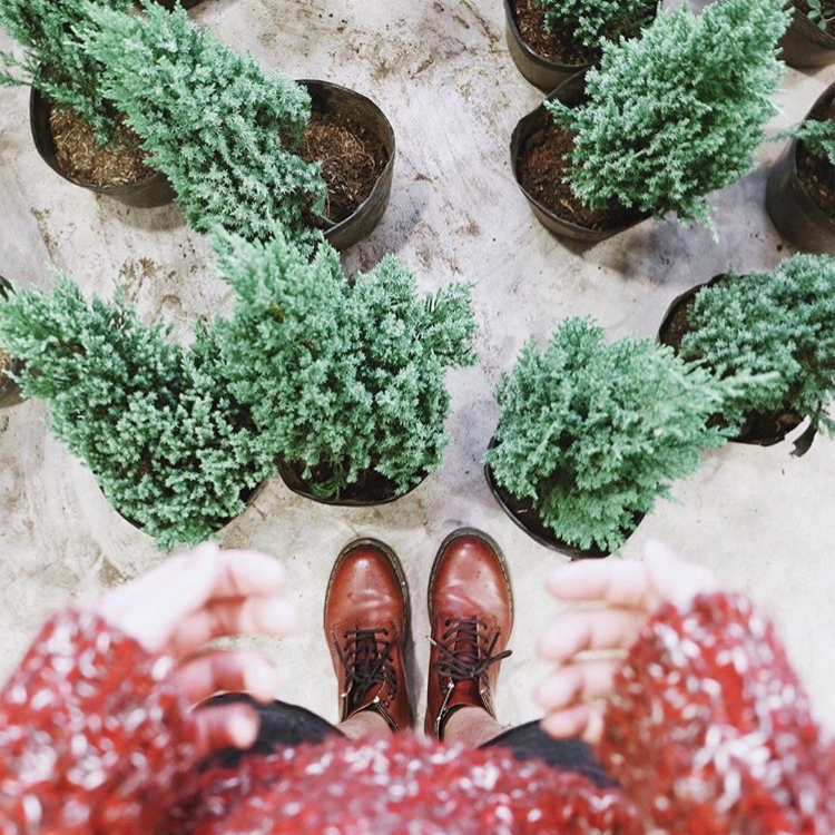 Đi tìm hiểu về "đạo cụ" để giới trẻ sống ảo mùa Giáng sinh năm nay thì được biết đó là loại cây có tên Sơn Tùng (tên khoa học: Pemphis Acdidula). Sơn Tùng là loại cây có dạng hình tháp nhọn tự nhiên, lá kim.