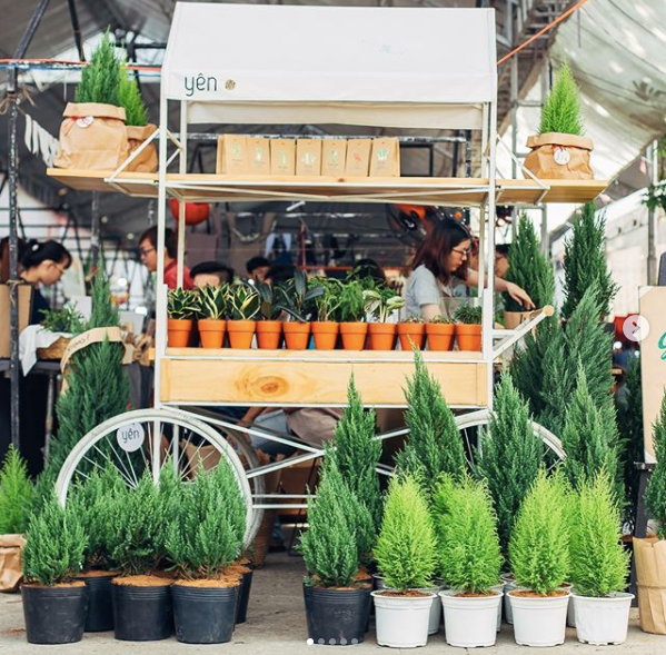 Lướt qua các mạng xã hội như Facebook, Instagram những ngày cận Giáng sinh các bạn có thể thấy tràn ngập những bức ảnh check-in cùng cây Sơn Tùng, điều này cho thấy độ hot của nó ngày càng tăng lên.