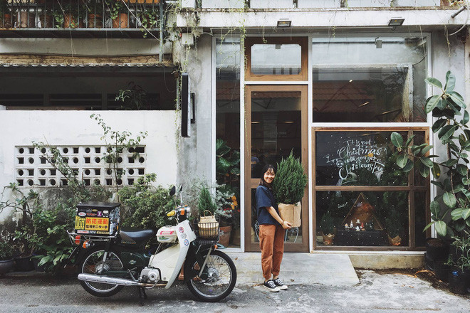 Theo chia sẻ của những bạn trẻ từng chăm sóc cây Sơn Tùng, loài cây này phát triển với tốc độ chậm, lá lại xanh tươi quanh năm nên được nhiều người ưa chuộng vì không chiếm không gian, lại dễ chăm sóc mà không sợ cây dễ chết, héo.