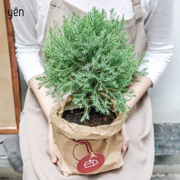 Ngoài vẻ ngoài bắt mắt thì nhiều người còn thích nuôi cât Sơn Tùng vì chúng có dáng cao lên theo từng tầng, tạo cảm giác thành công, vươn lên không ngừng.