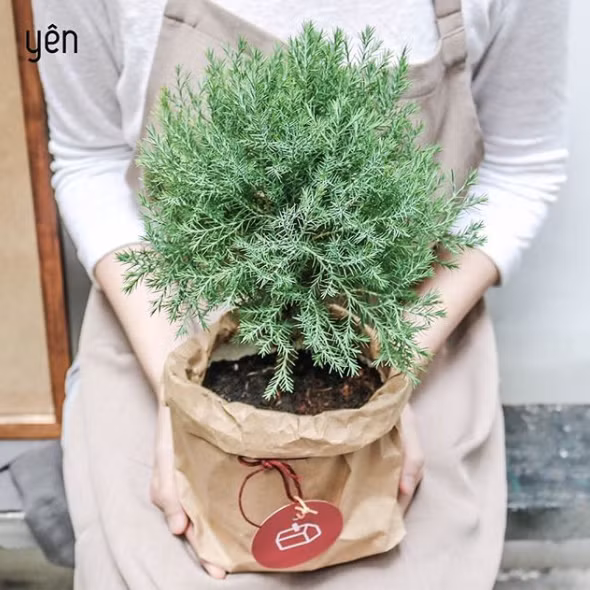 Ngoài vẻ ngoài bắt mắt thì nhiều người còn thích nuôi cât Sơn Tùng vì chúng có dáng cao lên theo từng tầng, tạo cảm giác thành công, vươn lên không ngừng.